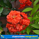 Хеномеліс "Оранж ШТОРМ".
Chaenomeles spec. "Orange Storm'"., фото 6