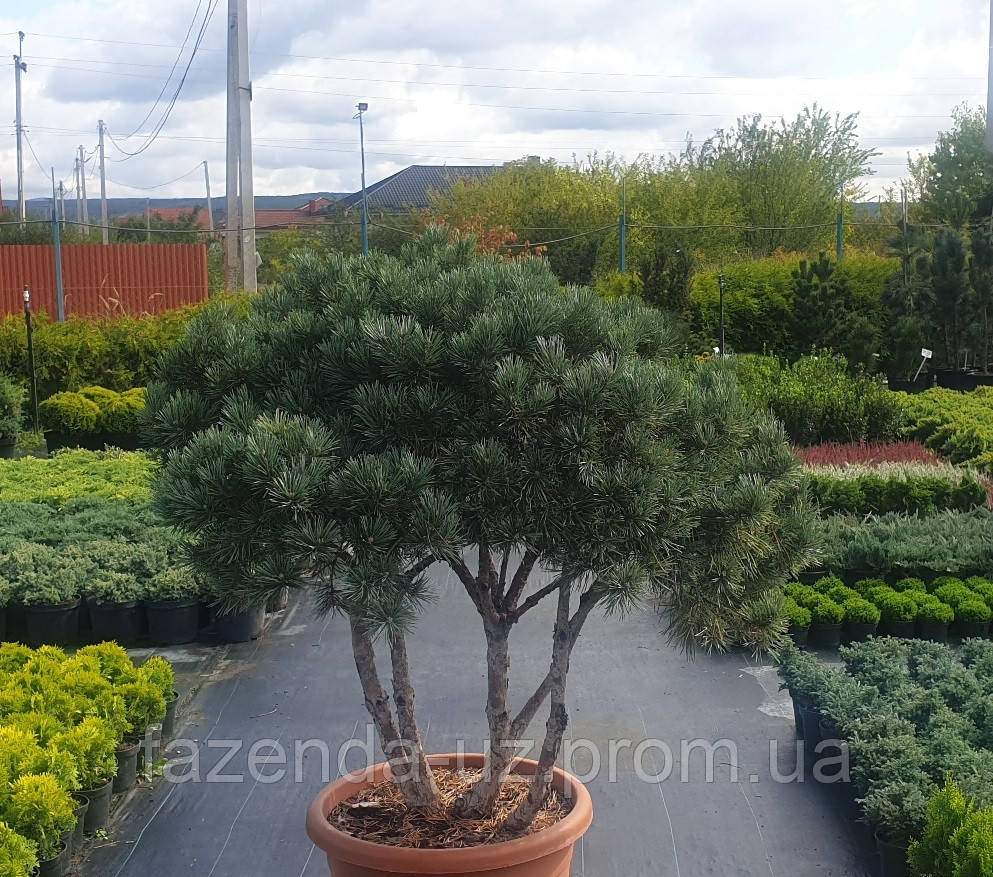Pinus Sylvestri Watereri Form Сосна Ватерері Формовавна Парасоля 120 см