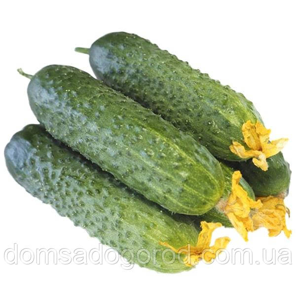 Огірок МАДЕЙРА F1 | MADEIRA F1 Seminis 1000 шт