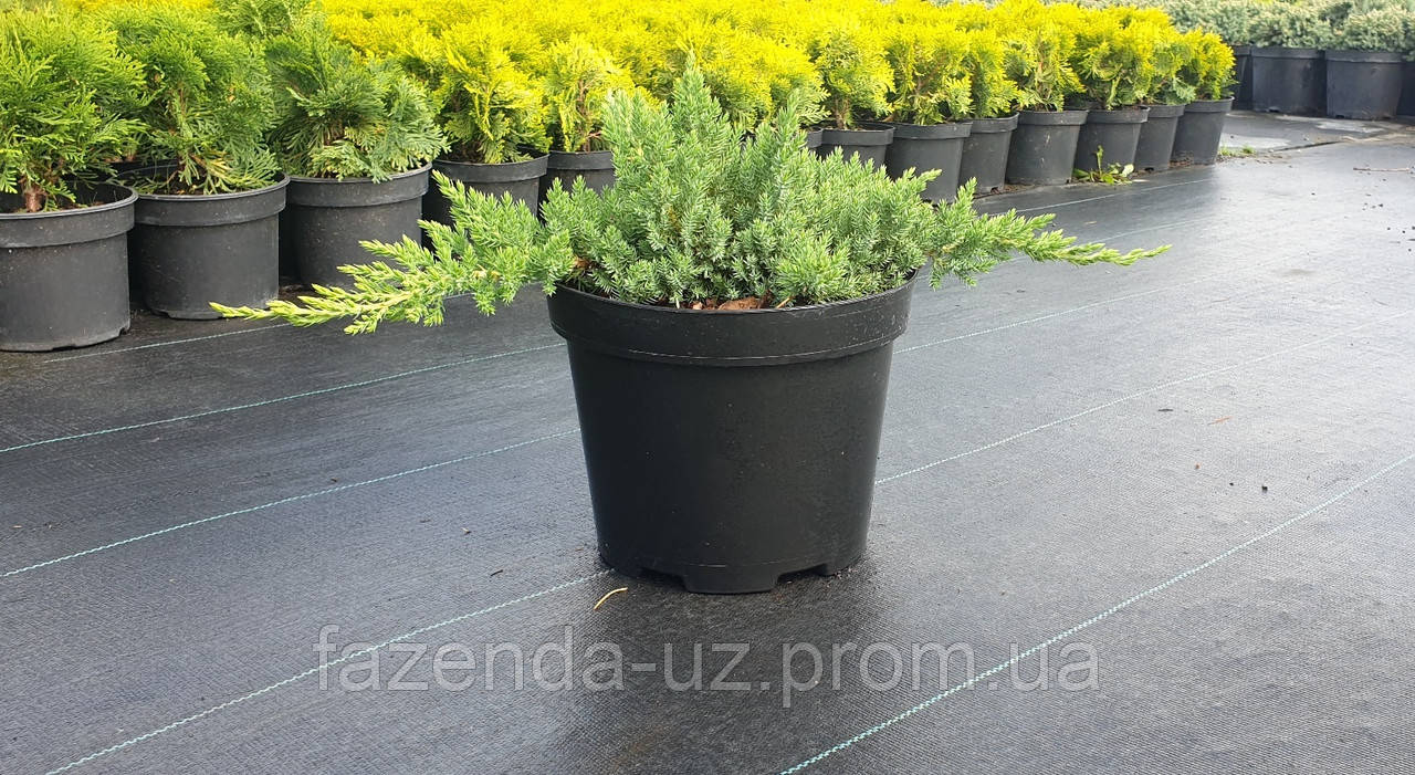 Juniperus procumbens "Nana", Ялівець лежачий "Нана" C5