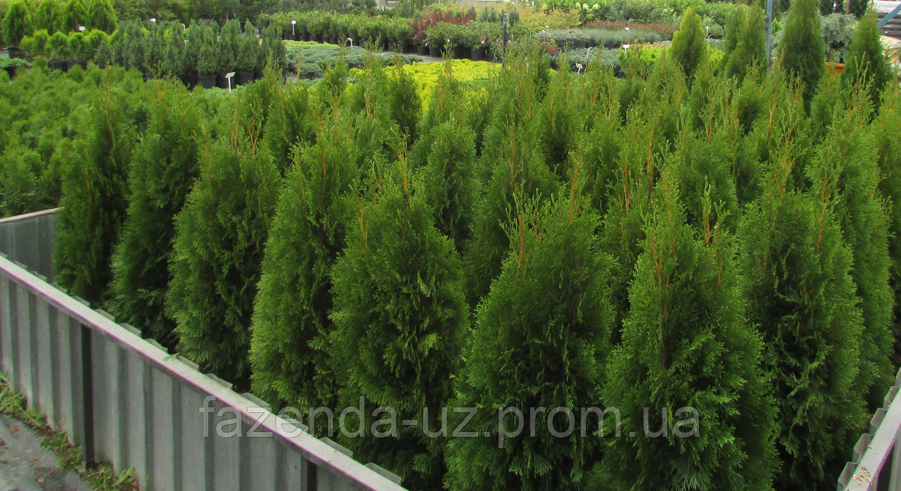 Туя західна Смарагд Thuja occidentalis Smaragd 100-110см