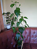Гібіскус кімнатний персиковий квітучий Double Peach, фото 4