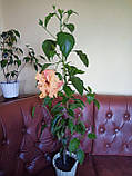 Гібіскус кімнатний персиковий квітучий Double Peach, фото 3