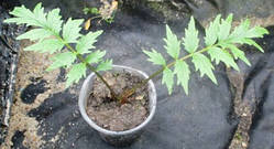 Валеріана. Розсада в контейнерах Д5.