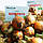 Цибуля-сіянка озима Болеро, 1 кг. Голландія, оригінал., фото 2