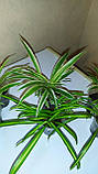 Хлорофитум, фото 3
