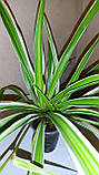 Хлорофитум, фото 4