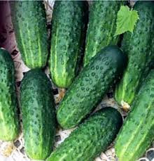 Огірки Гектор Ф1 (1000 насіння)