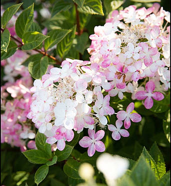 Саджанці гортензії ТАЧ ОФ ПІНК (Touch of Pink) С3, фото 2