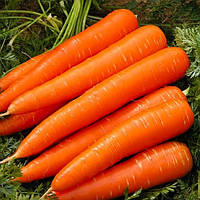 Червоний Велетень насіння моркви Satimex 10 г