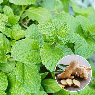 Саджанці М'яти імбирної Джинжер (Mentha Ginger Mint) Р9