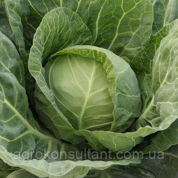 Насіння капусти Джетодор F1 (Syngenta), 20 насінин — ультраранній гібрид (47-49 днів), білокочана