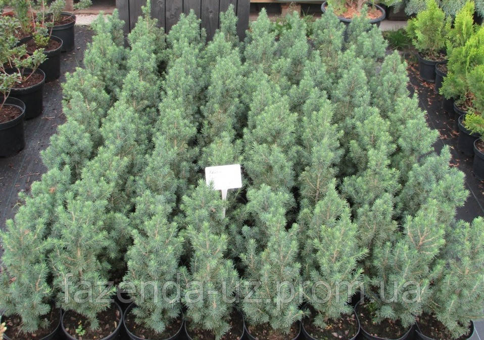 Picea Glauca Conica C2 Ялина канадська Коніка С2
