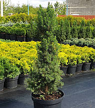 Picea Glauca Conica C5 Ялина канадська Коніка С5 60-70см