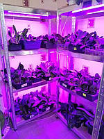 Фітосвітильник для рослин син/черв спектр 600мм, 9 Вт (без шнура), 48 світлодіодів