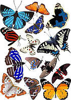 Метелики асорті 1 Вафельна картинка 