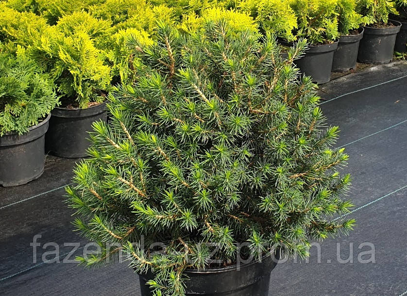 Picea Abies Tompa C5 Ялина звичайна Томпа C5