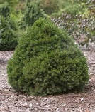Picea Abies Tompa C5 Ялина звичайна Томпа C5, фото 4