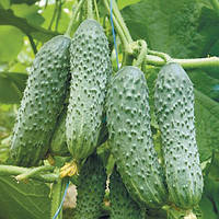 Насіння огірка Кібрія F1 (Rijk Zvaan), 10 насінин — партенокарпічний корнішон, ранній, високоврожайний