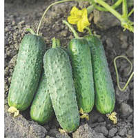 Насіння огірка Пролікс F1 (Nunhems), поштучно – середньоранній партенокарпічний гібрид, високоврожайний