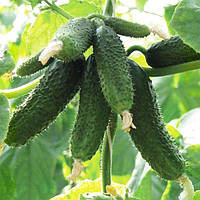 Насіння огірка Амур F1 (Bejo), поштучно - партенокарпік, ультраранній гібрид (40-45 днів) корнішон