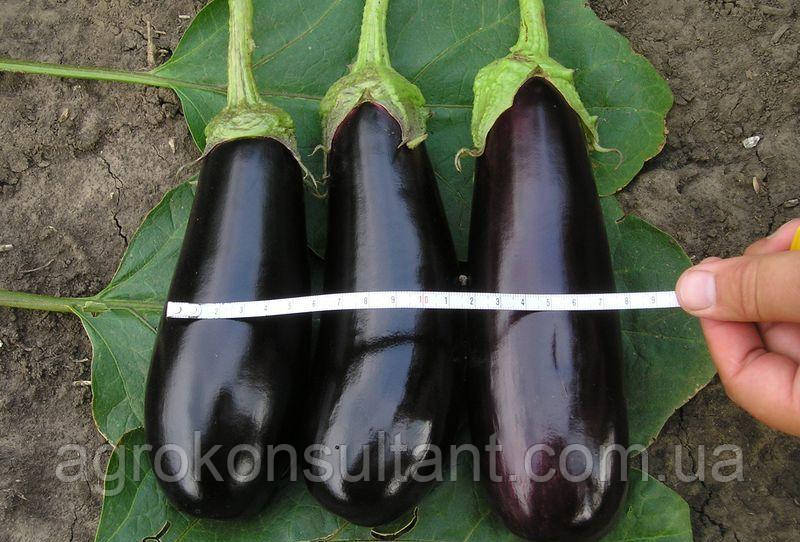 Насіння баклажану Фабіна F1 (Clause), 20 насінин- ранній (70-75 дн), фіолетовий, подовжено-циліндричний