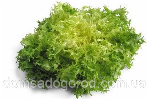 Салат МІРНА F1 | MYRNA F1 Enza Zaden 1000 насінин