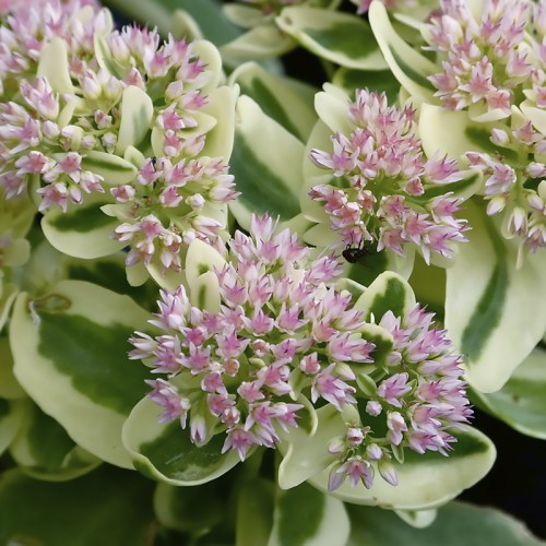 Саджанці Очитка (седум) Елсіс Голд (Sedum Elsie's Gold) Р9