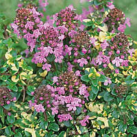 Саджанці Чебрецю (Тим'ян) Donn Valeus