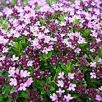 Саджанці Чебрецю (Тим'ян) ґрунтопокривного Psevdo