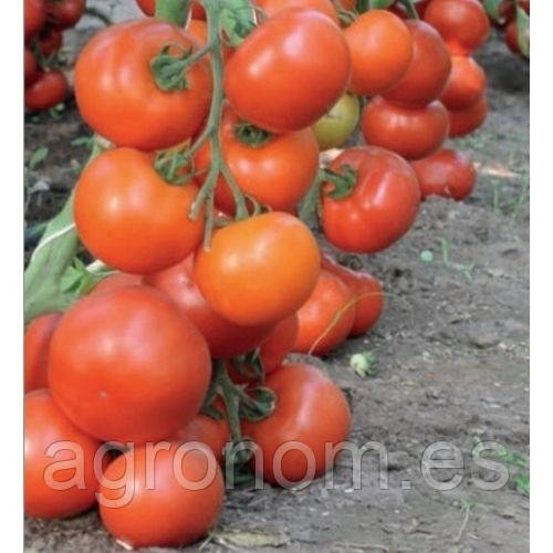 Насіння томату Дофу F1 100 насінин Rijk Zwaan