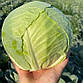 Капуста білоголова Ханна F1 2500 шт (Yuksel Seeds), фото 2