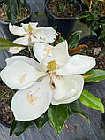 Магнолія  Грандіфлора "Маленька Перлина".  
Magnolia grandiflora "Little Gem"., фото 2