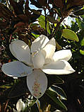 Магнолія  Грандіфлора "Маленька Перлина".  
Magnolia grandiflora "Little Gem"., фото 5