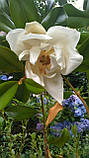 Магнолія  Грандіфлора "Маленька Перлина".  
Magnolia grandiflora "Little Gem"., фото 3