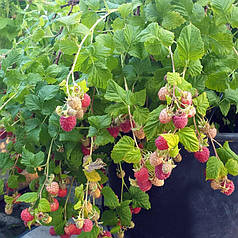 Саджанці малини сорт Sweet Sunshine, контейнер 3 л