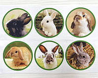 Фетр с принтом "Кролики в кружочках №2" (Корейский жесткий 1,2 мм)
