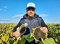 Сантос Плюс під Євро-Лайтінг вовчок A-F. Соняшник під Євролайтинг Сантос Плюс КЛ 47ц/га. Фракція Екстра, фото 10