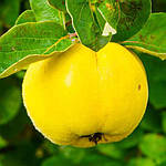 Саджанці Айви Марія (однорічка), фото 3