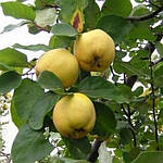 Саджанці Айви Марія (однорічка), фото 2