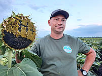 НЕЙМАР ПЛЮС под Гранстар. Гібрид НЕЙМАР ПЛЮС заразиха A-G+. Насіння соняшника (НЕЙМАР ПЛЮС) 55ц/га. Преміум, фото 5