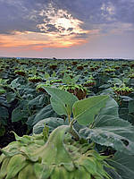 НЕЙМАР ПЛЮС под Гранстар. Гібрид НЕЙМАР ПЛЮС заразиха A-G+. Насіння соняшника (НЕЙМАР ПЛЮС) 55ц/га. Преміум, фото 6