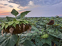 НЕЙМАР ПЛЮС под Гранстар. Гібрид НЕЙМАР ПЛЮС заразиха A-G+. Насіння соняшника (НЕЙМАР ПЛЮС) 55ц/га. Преміум, фото 7