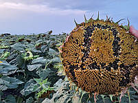 Насіння соняшника Долар (Сумо) 55ц/га, олія 52%, A-G+. Преміум, фото 4