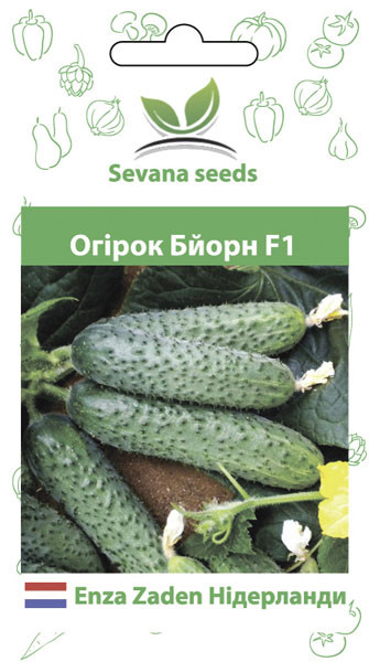 Насіння огірків Бйорн F1 50 шт. самозапильний Enza Zaden, фото 1