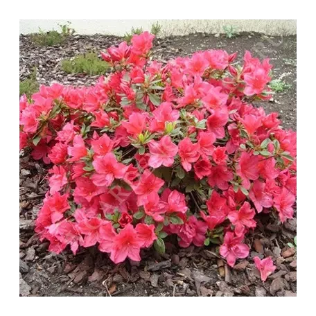 Азалія японська arabeska 2 річна, азалия японская / рододендрон арабеска. rhododendron / azalea japonica arabe