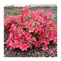 Азалія японська arabeska 2 річна, азалия японская / рододендрон арабеска. rhododendron / azalea japonica arabe