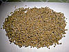 Гірчиця Біла насіння сидерат (мішок 25 кг), фото 2