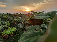 Долар (Сумо) 55ц/га, олія 52%, A-G+, 112 днів, Фракція Екстра, фото 5