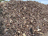 Тріска деревна соснова відход дуже дешево коло Боярки, фото 10